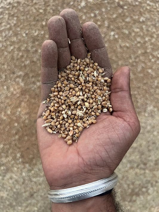 Understanding the Paighambari Wheat Variety: Sona Moti